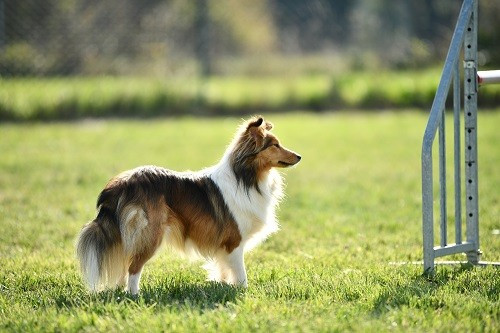 Vakanda la légende sioux dorée des Crocs de Provence