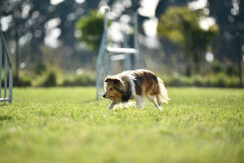 Vakanda la légende sioux dorée des Crocs de Provence