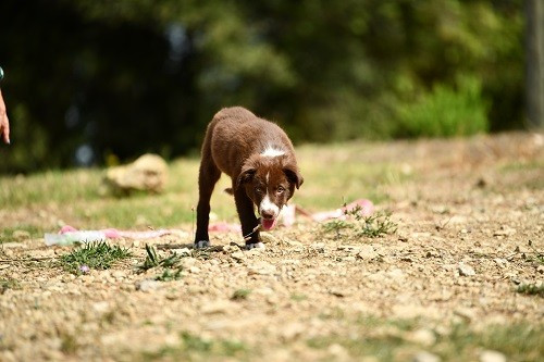 Ace red hawk des Crocs de Provence