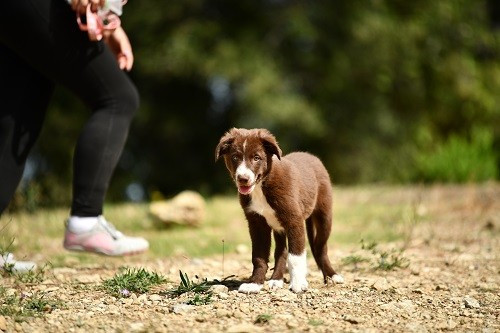 Ace red hawk des Crocs de Provence
