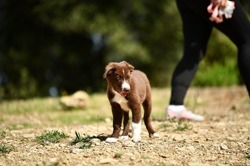 Ace red hawk des Crocs de Provence