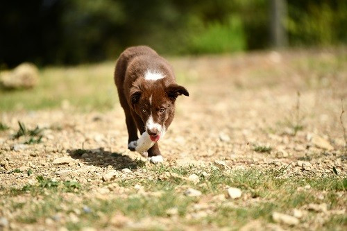 Ace red hawk des Crocs de Provence