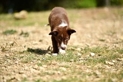 Ace red hawk des Crocs de Provence