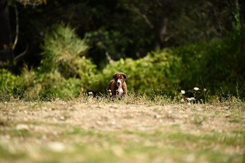 Ace red hawk des Crocs de Provence