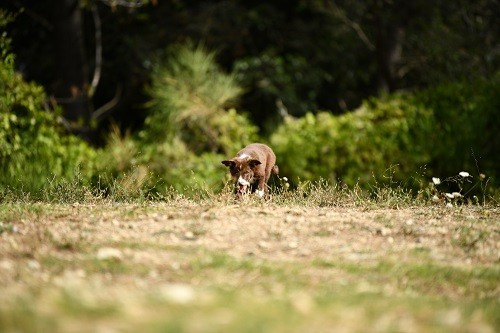 Ace red hawk des Crocs de Provence