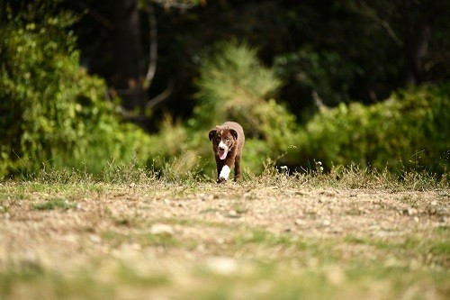 Ace red hawk des Crocs de Provence