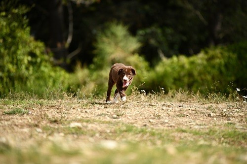 Ace red hawk des Crocs de Provence