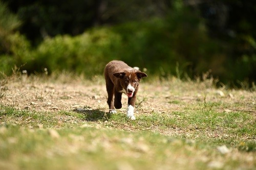 Ace red hawk des Crocs de Provence