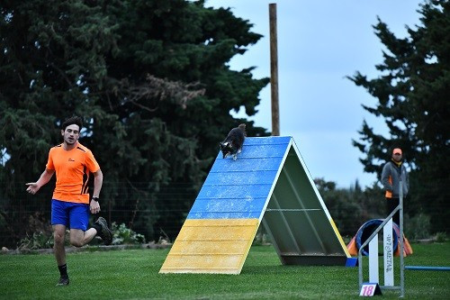 CH. River of glitter rain brune des Crocs de Provence