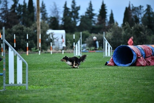 CH. River of glitter rain brune des Crocs de Provence