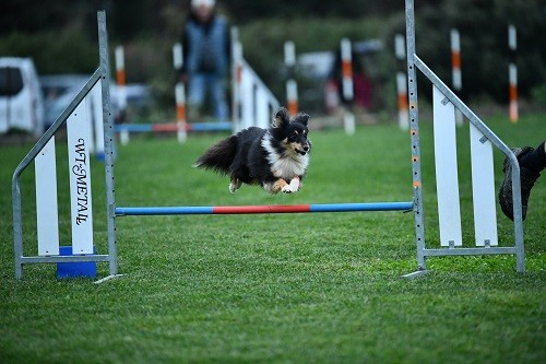 CH. River of glitter rain brune des Crocs de Provence