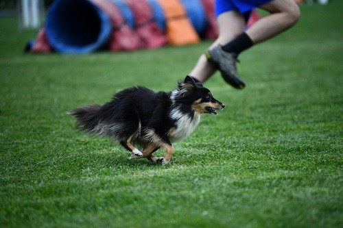 CH. River of glitter rain brune des Crocs de Provence