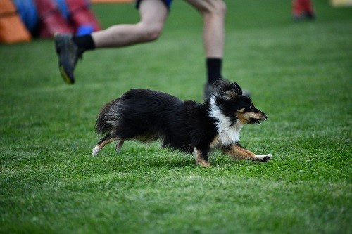CH. River of glitter rain brune des Crocs de Provence