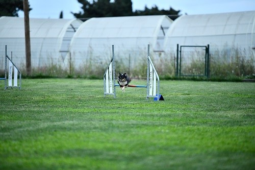 CH. River of glitter rain brune des Crocs de Provence