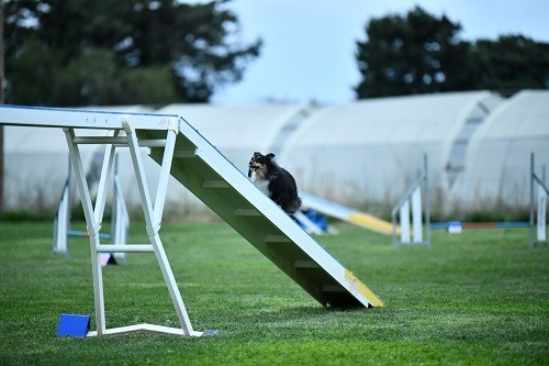 CH. River of glitter rain brune des Crocs de Provence
