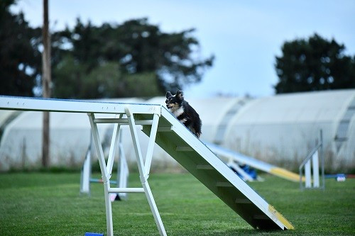 CH. River of glitter rain brune des Crocs de Provence