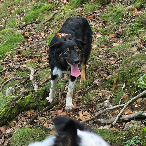 U2 the legend des Crocs de Provence