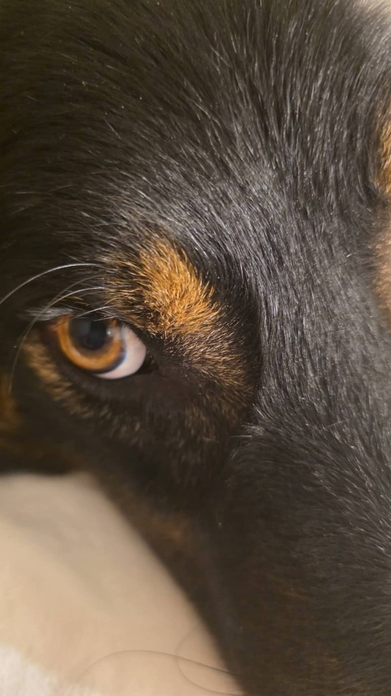 U2 the legend des Crocs de Provence