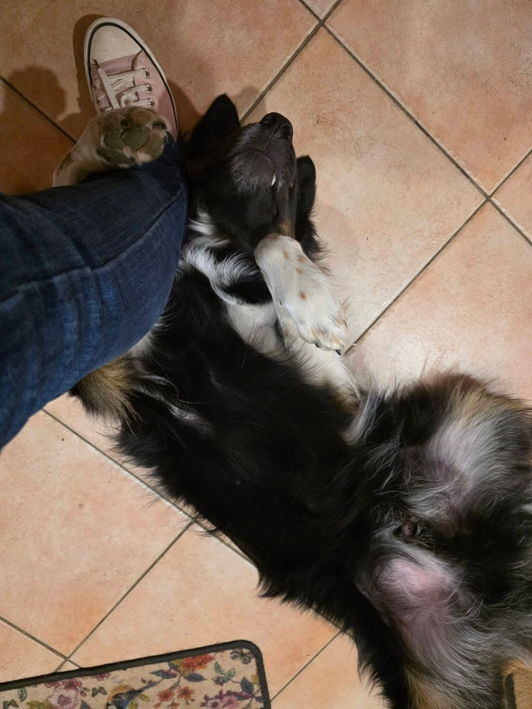 U2 the legend des Crocs de Provence