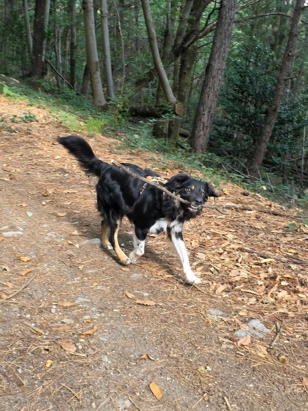 U2 the legend des Crocs de Provence