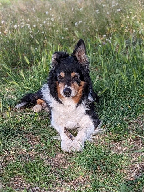 Foxty des Crocs de Provence