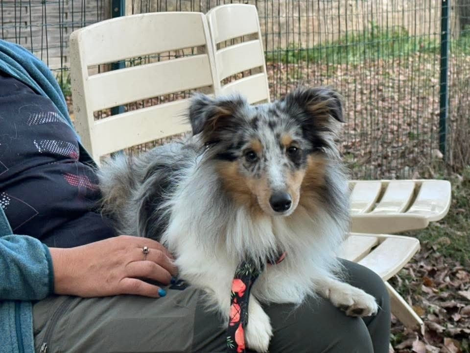 Vaban le prince rebelle bleu des Crocs de Provence