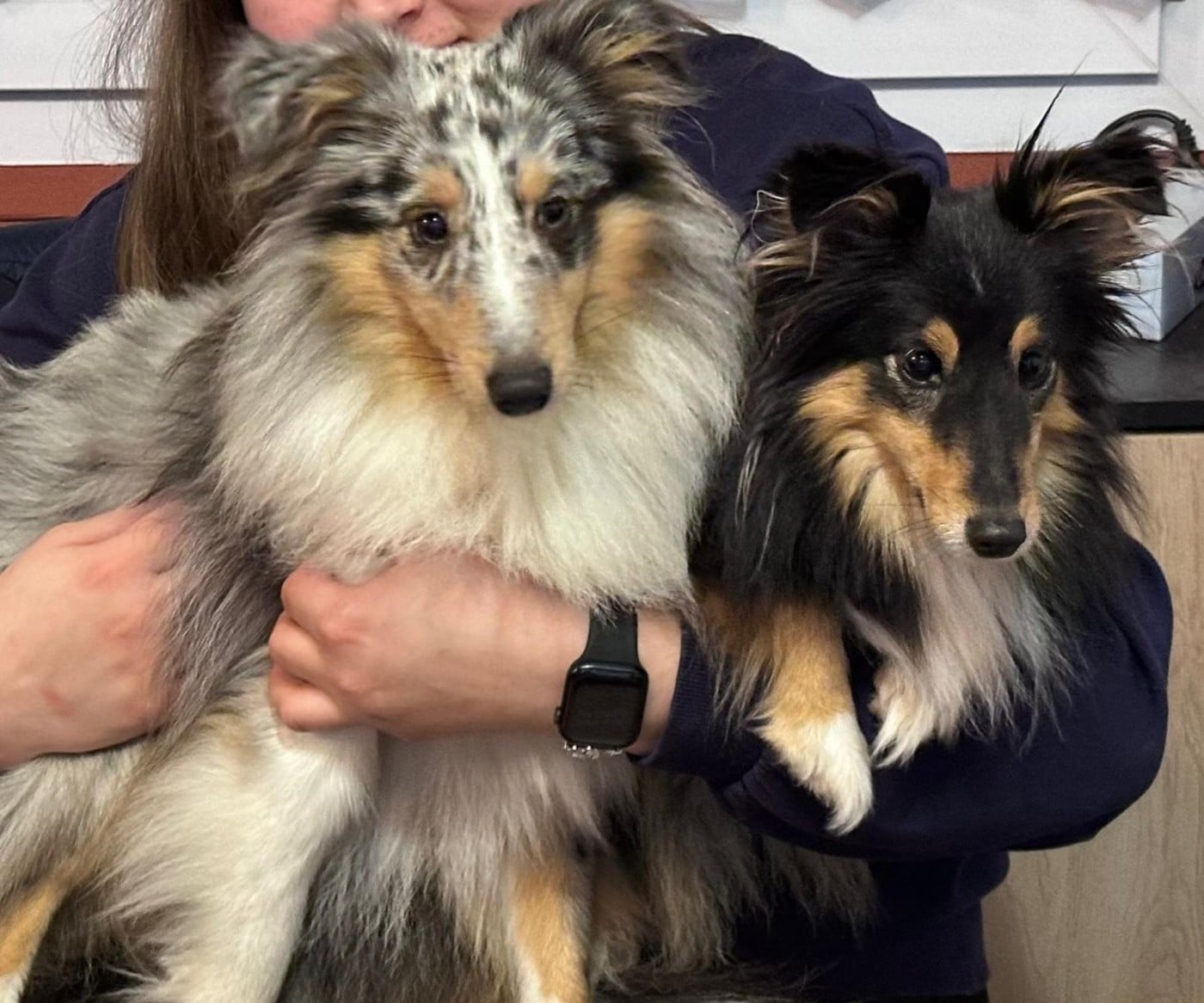 Vaban le prince rebelle bleu des Crocs de Provence