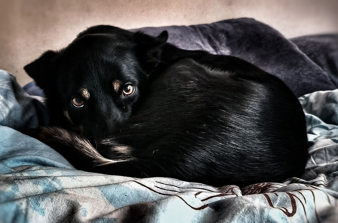 Sao des Crocs de Provence