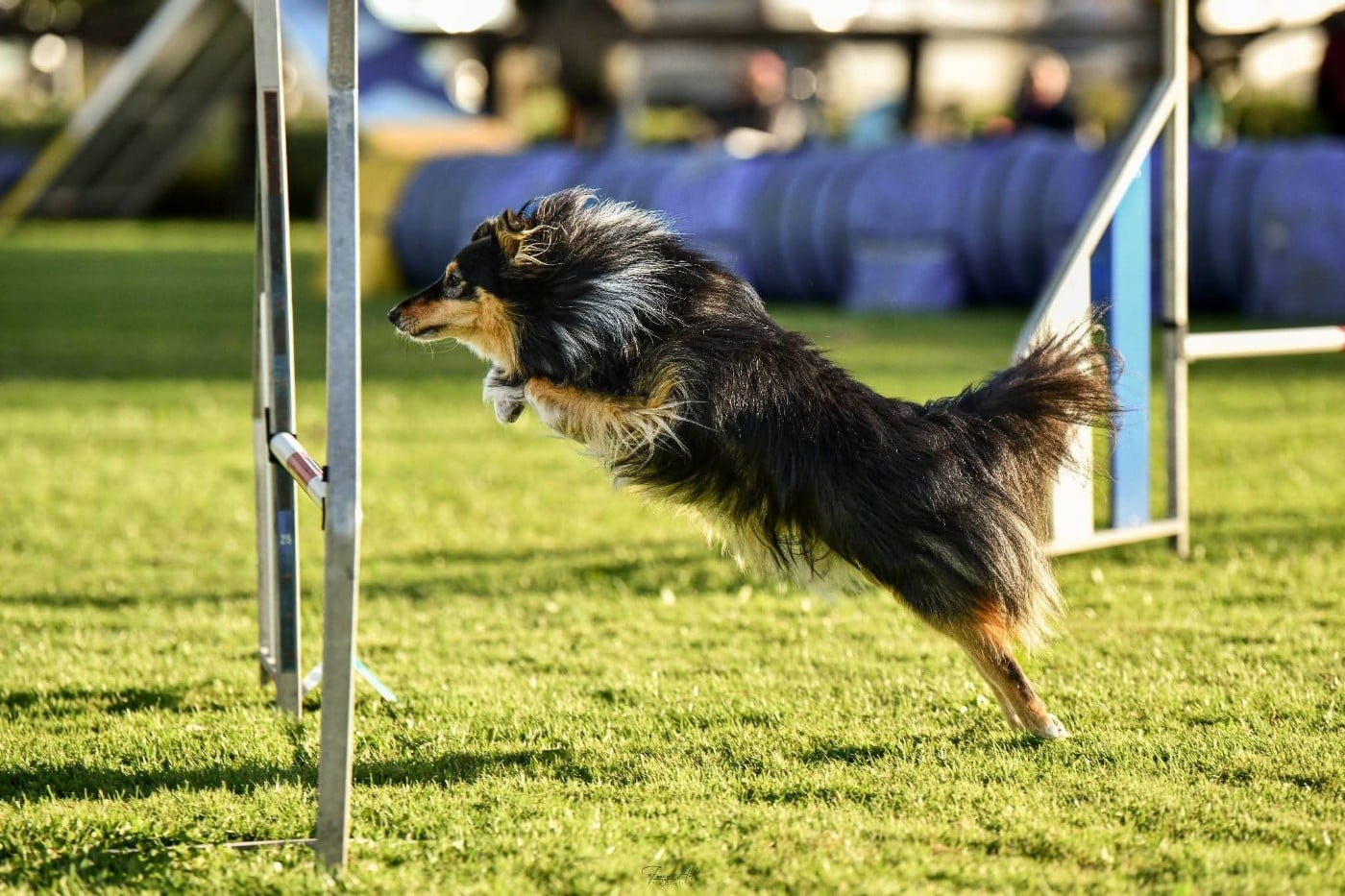 Topaz brun des Crocs de Provence