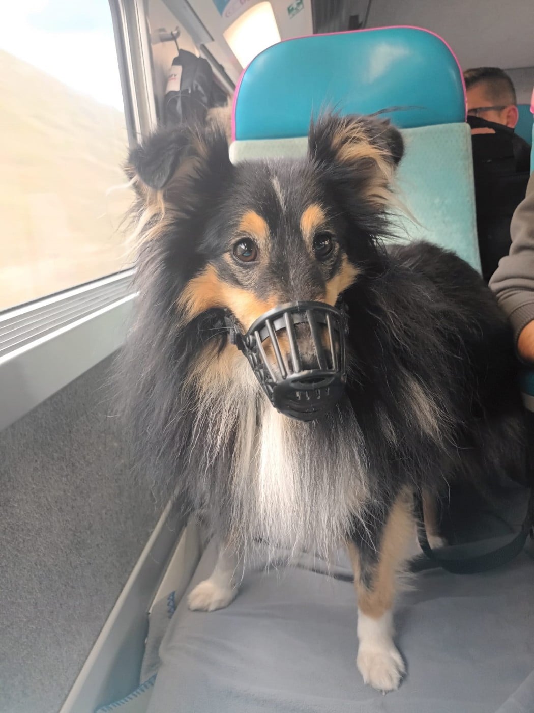 Topaz brun des Crocs de Provence