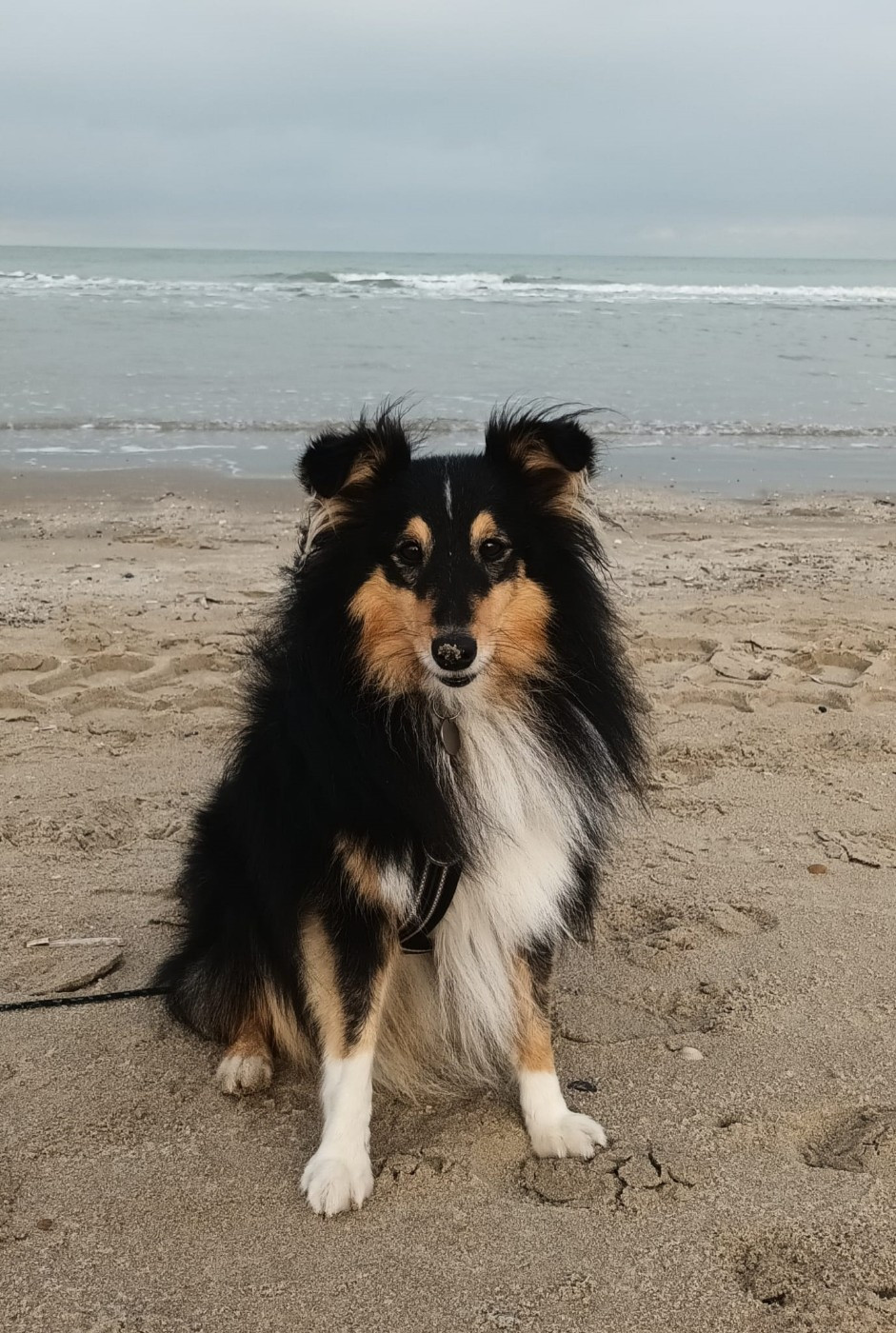 Topaz brun des Crocs de Provence