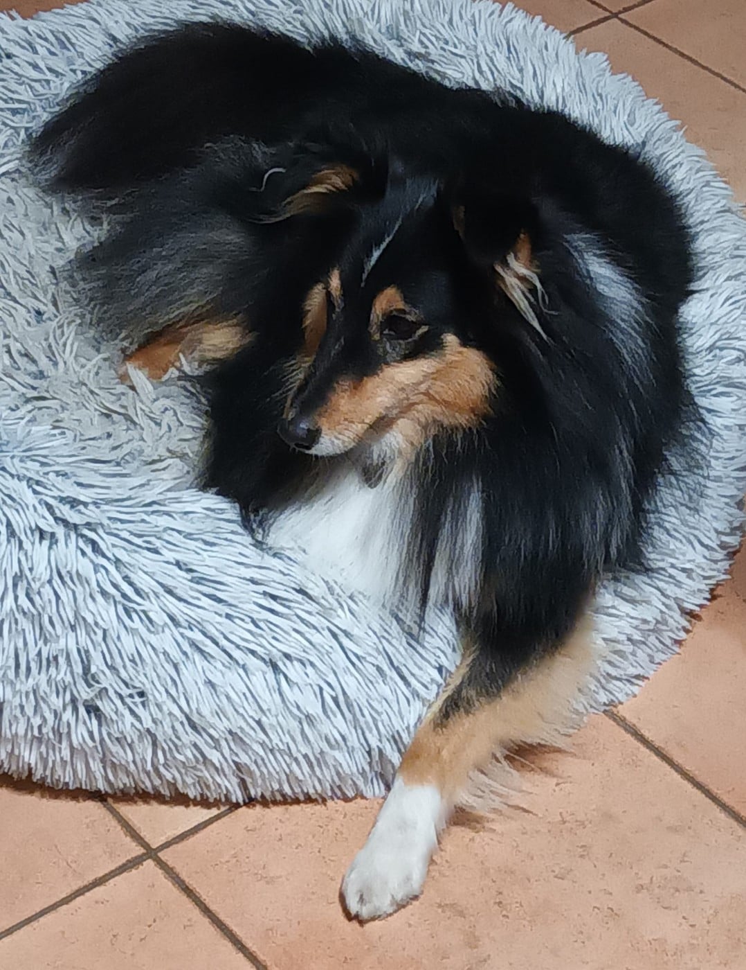 Topaz brun des Crocs de Provence