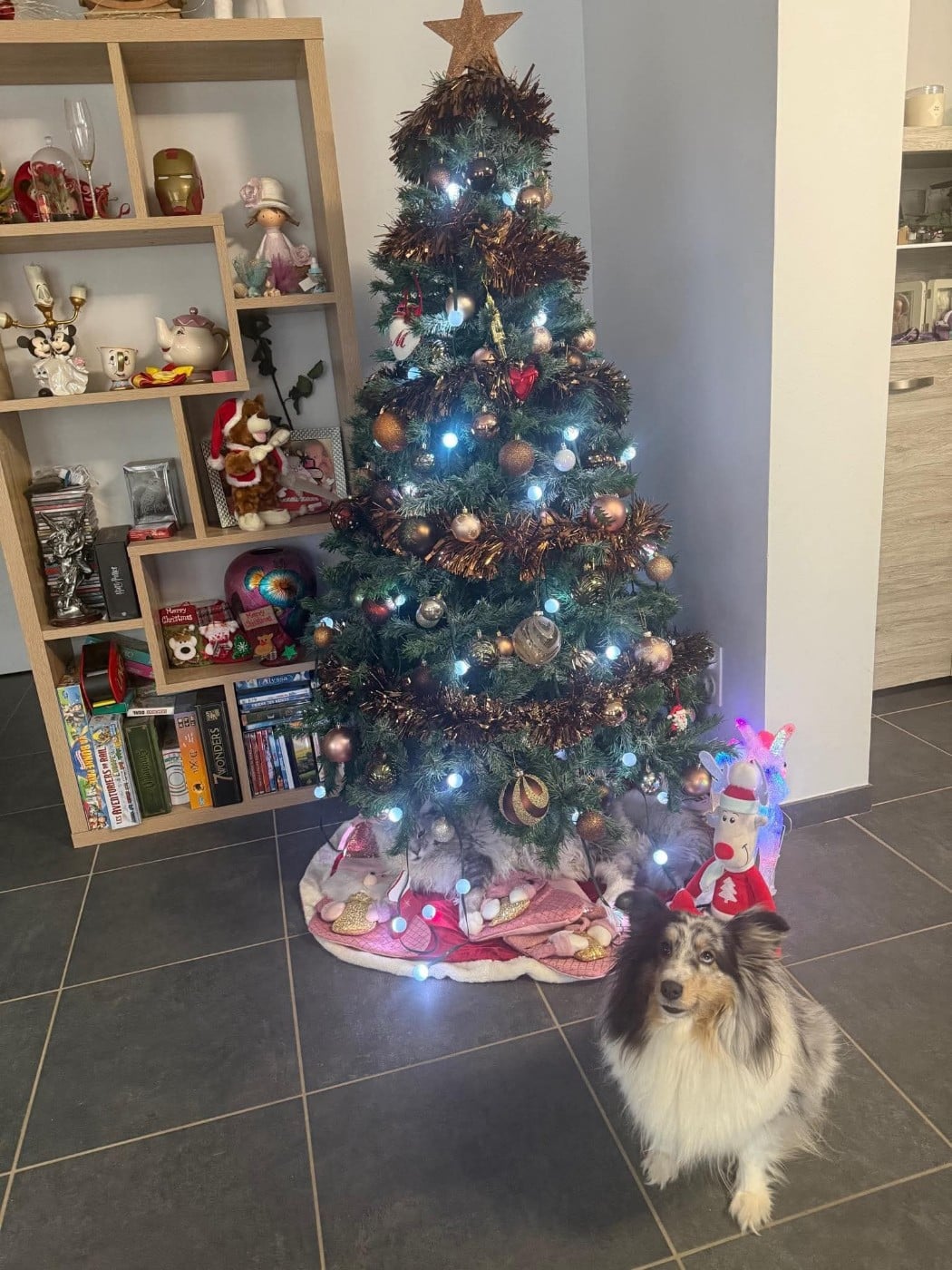 Roxie bleue des Crocs de Provence