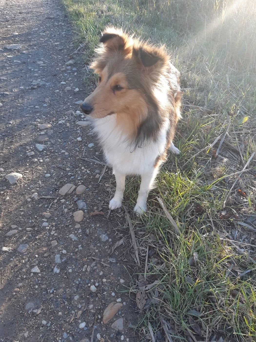Vaia dorée des Crocs de Provence