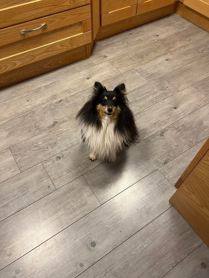 Obi-wan maître jedaï brun des Crocs de Provence