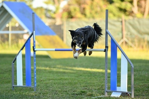 Uchuu yamato des Crocs de Provence