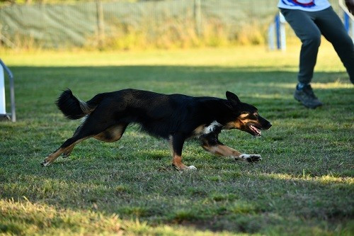 Uchuu yamato des Crocs de Provence