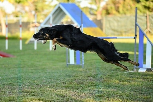 Uchuu yamato des Crocs de Provence
