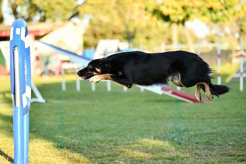 Uchuu yamato des Crocs de Provence