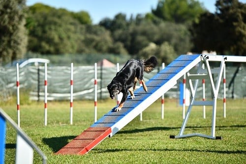 Uchuu yamato des Crocs de Provence