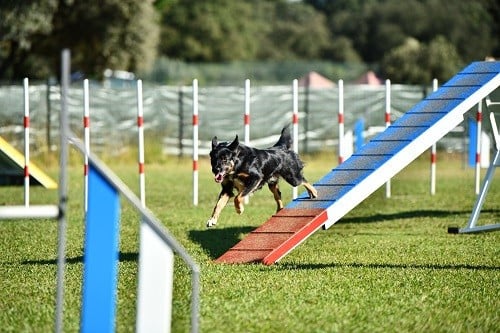 Uchuu yamato des Crocs de Provence