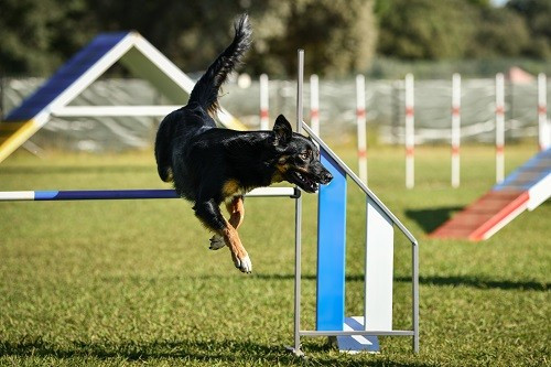 Uchuu yamato des Crocs de Provence