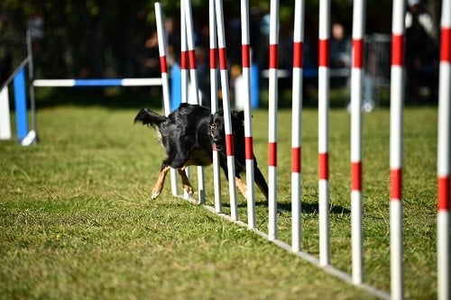 Uchuu yamato des Crocs de Provence