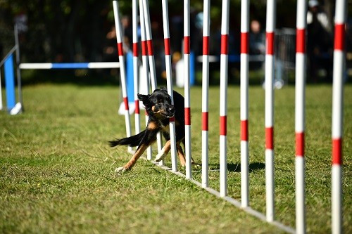 Uchuu yamato des Crocs de Provence