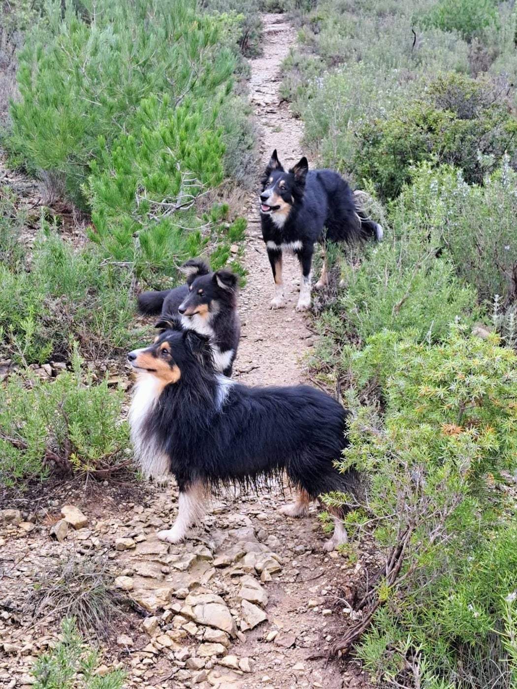 Top gun brun des Crocs de Provence