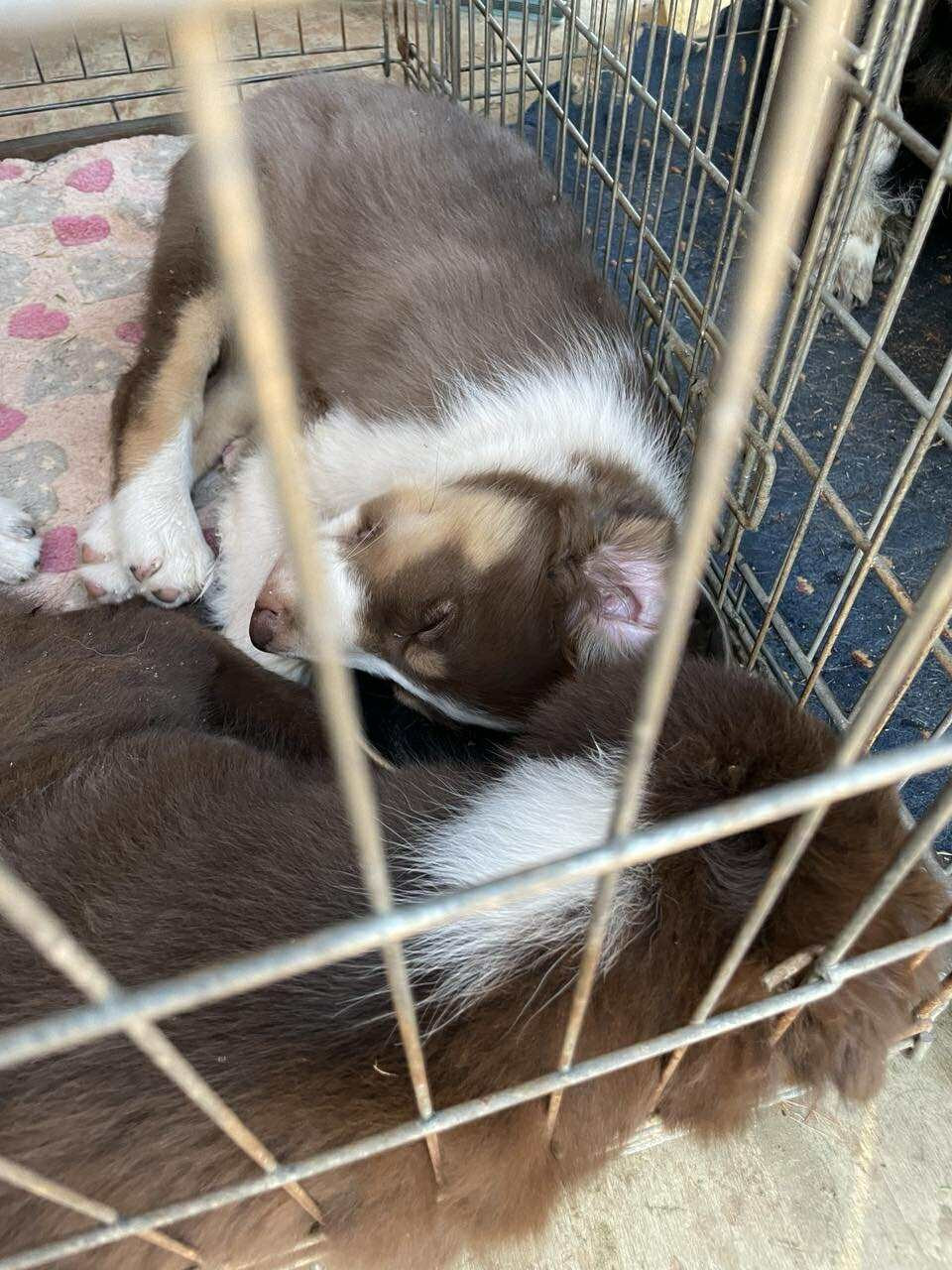 Ayko rl des Crocs de Provence