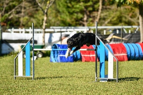 On des Crocs de Provence