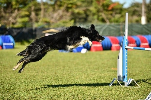 On des Crocs de Provence