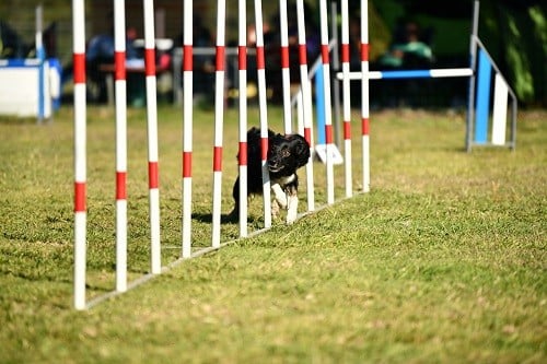 On des Crocs de Provence