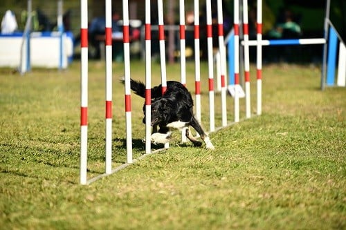 On des Crocs de Provence